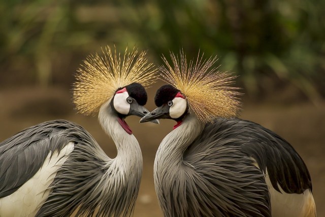 grey-crowned-crane-540657_960_720